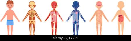 Système de carrosserie pour enfant. Anatomie des enfants du squelette humain, dessin animé nerfs organes intestin muscle cellule circulatoire, leçon de biologie humaniste médicale, illustration vectorielle de l'anatomie du corps système humain Illustration de Vecteur