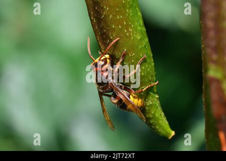 hornet européen, Hornisse, Frelon européen, Vespa crabro, lódarázs, Budapest, Hongrie, Magyarország, Europe Banque D'Images