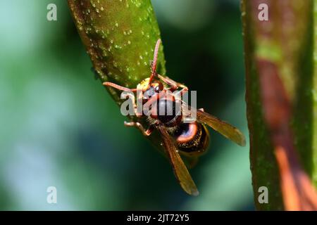 hornet européen, Hornisse, Frelon européen, Vespa crabro, lódarázs, Budapest, Hongrie, Magyarország, Europe Banque D'Images