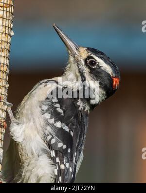 Gros plan Male Hairy Woodpecker en Alaska Banque D'Images