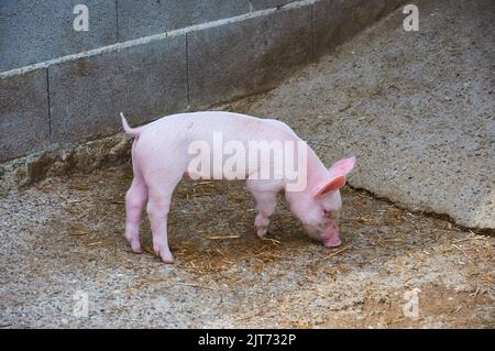 petit porc à la recherche de nourriture Banque D'Images