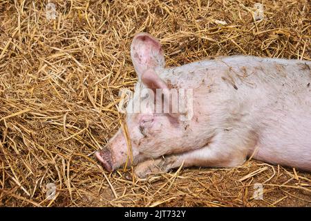 un petit cochon dort dans la paille Banque D'Images