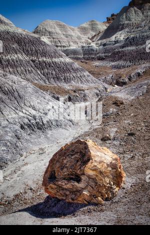 Dans la région de Blue Mesa, dans le parc national de Petrified Forest, Arizona, vous trouverez de nombreux échantillons de bois pétrifié. Banque D'Images