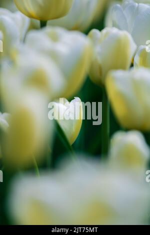 Petite tulipe blanche dans les fleurs en foyer. Photo verticale du fond d'écran Spring. Mise au point sélective sur le centre de la photo. Banque D'Images