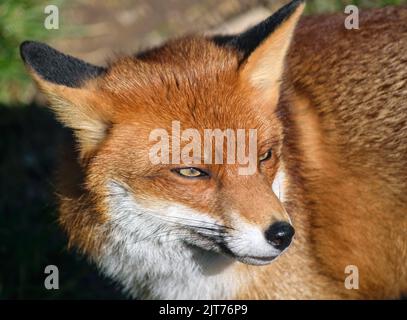 Portrait d'un renard rouge, Vulpes vulpes, au soleil de printemps Banque D'Images