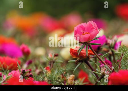 Fleurs roses de Portulaca grandiflora plante dans le jardin, bokeh gros plan Banque D'Images