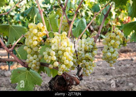 Raisins Vermentino. Grappes de raisins blancs aux baies mûres prêtes pour la récolte. Agriculture traditionnelle. Sardaigne. Banque D'Images