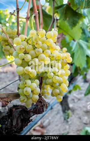 Raisins Vermentino. Grappes de raisins blancs aux baies mûres prêtes pour la récolte. Agriculture traditionnelle. Sardaigne. Banque D'Images