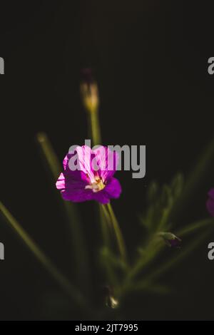 Fleur rose de Garden, Royaume-Uni Banque D'Images