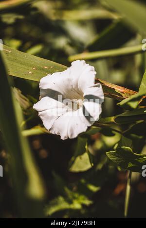 Fleur blanche du jardin, Royaume-Uni Banque D'Images
