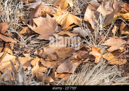 Feuilles séchées de Platanus x hispanica. Les arbres planaires sont des arbres du genre Platanus, typiques des climats subtropicaux et tempérés. Ils sont communs dans t Banque D'Images