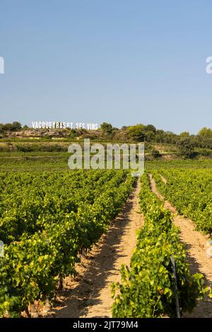 Vignoble typique près de Vacqueyras, Côtes du Rhône, France Banque D'Images