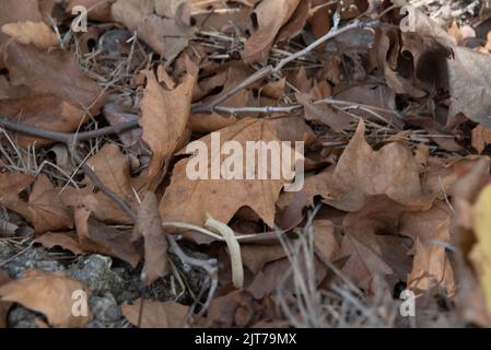 Feuilles séchées de Platanus x hispanica. Les arbres planaires sont des arbres du genre Platanus, typiques des climats subtropicaux et tempérés. Ils sont communs dans t Banque D'Images