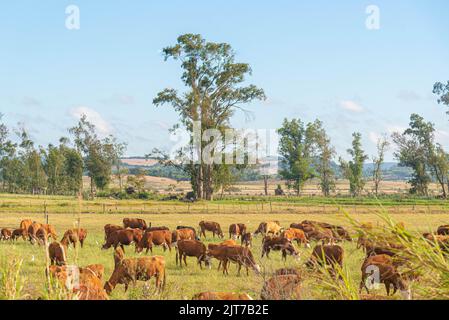 Vastes champs de reproduction de bovins de boucherie dans l'État de Rio Grande do Sul, Brésil. Ferme d'élevage de bovins. Production de nourriture pour la consommation humaine. Rural Banque D'Images