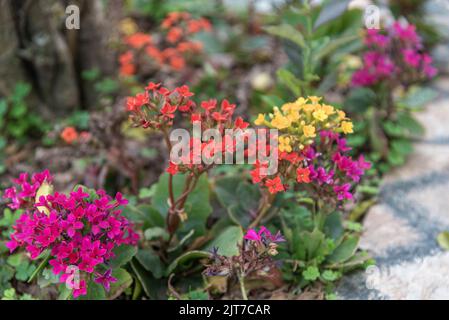 Fleurs de Lobularia maritima en période de floraison. Est un genre botanique d'espèces essentiellement méditerranéennes de la famille des brassicacées. Ils sont con Banque D'Images