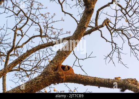 Couple d'oiseaux Furnarius rufus construisant leur maison de boue sur l'arbre. Le joão-de-barro est un oiseau de passereau de la famille des Furnariidae. Banque D'Images