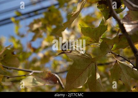 Feuilles vertes de Platanus x hispanica. Les arbres planaires sont des arbres du genre Platanus, typiques des climats subtropicaux et tempérés. Ils sont communs dans t Banque D'Images