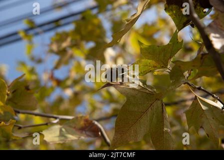 Feuilles vertes de Platanus x hispanica. Les arbres planaires sont des arbres du genre Platanus, typiques des climats subtropicaux et tempérés. Ils sont communs dans t Banque D'Images