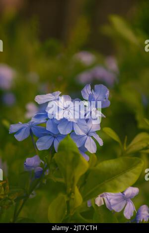 Plumbago auriculata fleur également connue sous le nom de cape leadwort, plumbago bleu ou Cape plumbago qui cultivaient comme plante ornementale. Mise au point sélective utilisée. Banque D'Images