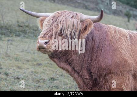 Scottish Highland cow Bull dans un cadre naturel, photo prise pendant la marche dans les Highlands d'Écosse. Banque D'Images