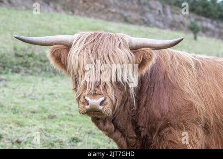 Scottish Highland cow Bull dans un cadre naturel, photo prise pendant la marche dans les Highlands d'Écosse. Banque D'Images