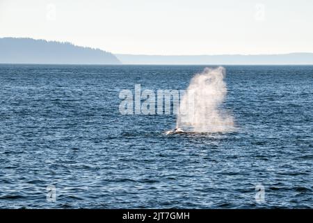 Eau de chasse aux baleines grises provenant du parc Pigeon Creek, vue sur Puget Sound Banque D'Images