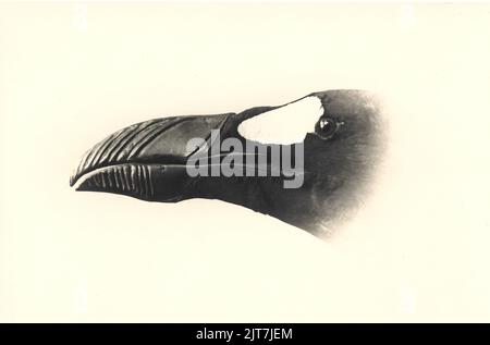 Grand auk, (Pinguinus impennis), également garechol, impression photo originale Banque D'Images