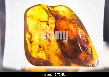 Ambre naturel avec moustique sur fond flou. Minéral naturel avec diverses inclusions, insectes, bulles. Insectes dans la résine. Vole à l'intérieur d'un petr Banque D'Images