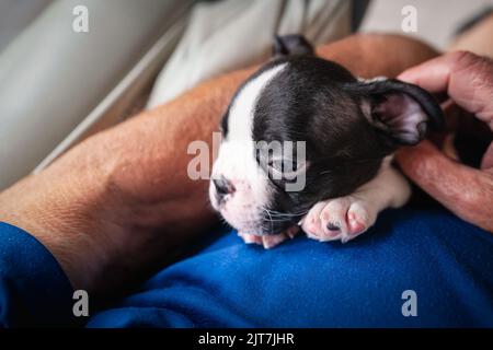 Le chiot du Boston Terrier est tenu et câlin. Les bras d'un homme âgé peuvent être vus tenant le petit chien sur un canapé en cuir. Banque D'Images