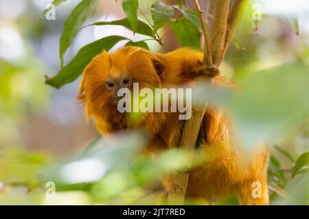 Le tamarin de lion d'or (Leontopithecus rosalia ) aussi connu sous le nom de marmoset d'or Banque D'Images