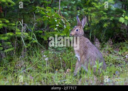 Le lièvre d'Amérique (Lepus americanus) se nourrissant en été Banque D'Images