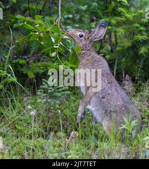 Le lièvre d'Amérique (Lepus americanus) se nourrissant en été Banque D'Images