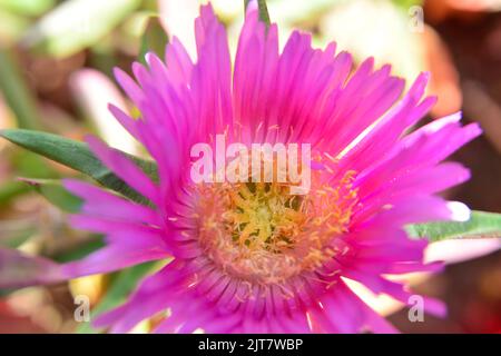 Carpobrotus acinaciformis ( elands sourfig, Elandssuurvy ou Sally -my handsome ) est une vivace succulente de la famille des Aizoaceae, originaire de l'Afr du Sud Banque D'Images