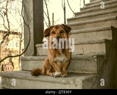 Un jeune chien rouge, pas grand, avec des yeux expressifs et des oreilles de disquettes est assis sur un escalier en béton de fer dans le jardin Banque D'Images