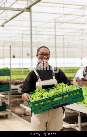 Portrait d'un producteur d'aliments biologiques montrant une caisse avec production de laitue fraîche prête à être livrée aux magasins. Fermier américain souriant de légumes tenant lot de salade fraîche cultivée en serre. Banque D'Images