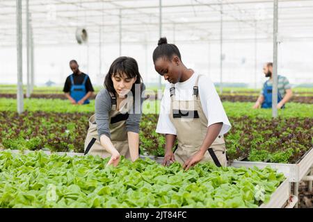 Deux bio-agriculteurs divers cultivant de la laitue bio et faisant le contrôle de la qualité inspectant les feuilles dans la ferme de légumes biologiques. Diverses femmes travaillant dans le développement de plantes de contrôle de serre. Banque D'Images