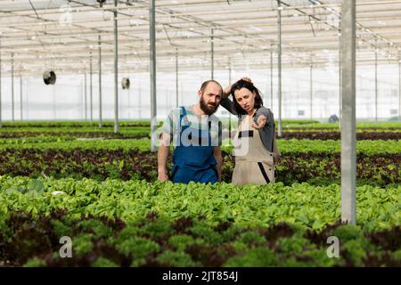 Couple caucasien fatigué travaillant en serre chaude avec différentes cultures de légumes bio verts et de laitue. Homme et femme cultivant de la salade dans un environnement hydroponique pointant vers une autre rangée. Banque D'Images