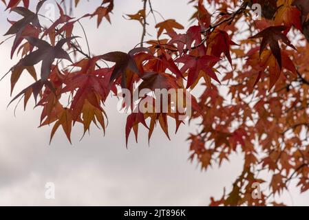 Feuilles de Platanis x hispanica défolées en automne. Les planaires sont des arbres du genre Platanus, de la famille des platanaceae, qui sont indigènes à E Banque D'Images