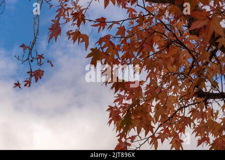 Feuilles de Platanis x hispanica défolées en automne. Les planaires sont des arbres du genre Platanus, de la famille des platanaceae, qui sont indigènes à E Banque D'Images