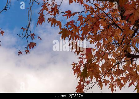 Feuilles de Platanis x hispanica défolées en automne. Les planaires sont des arbres du genre Platanus, de la famille des platanaceae, qui sont indigènes à E Banque D'Images