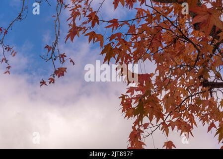 Feuilles de Platanis x hispanica défolées en automne. Les planaires sont des arbres du genre Platanus, de la famille des platanaceae, qui sont indigènes à E Banque D'Images