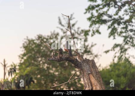 Oiseau Turdus rufiventris perché sur une branche d'arbre sèche. Oiseau indigène de plusieurs pays d'Amérique du Sud, comme l'Argentine, le Brésil, la Bolivie, l'Uruguay et Banque D'Images