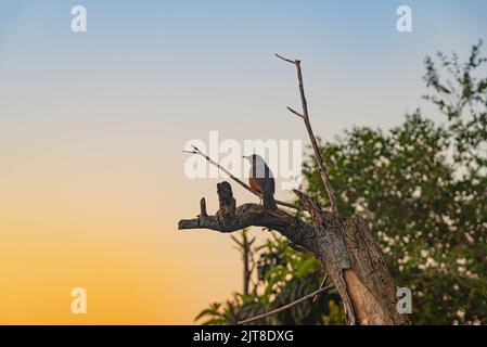 Oiseau Turdus rufiventris perché sur une branche d'arbre sèche. Oiseau indigène de plusieurs pays d'Amérique du Sud, comme l'Argentine, le Brésil, la Bolivie, l'Uruguay et Banque D'Images