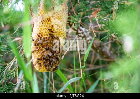 Ruche d'abeille en cours de construction sur une branche d'arbre dans la nature. Banque D'Images