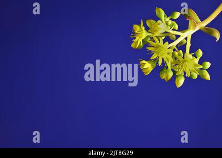 Gros plan des fleurs et des bourgeons de l'Aeonium violet (Aeonium arboreum) Banque D'Images