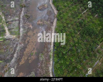 Une vue aérienne du dessus de la terre de défrichement de la plantation de palmiers à huile sans brûler en Malaisie Banque D'Images