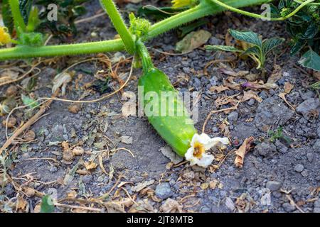 Orchard en arrière-plan. Concombre croissant sur branche.légume frais arrosé. Légume cultivé dans le jardin. Attention sélective. Banque D'Images