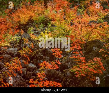 Vine Maple, Acer circinatum, coulée de lave, trois Sœurs Désert, Willamette-Deschutes National Forest, Virginia Banque D'Images