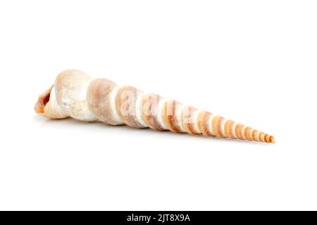 Image d'une coquille conique pointue (Terebridae) sur fond blanc. Animaux sous-marins. Coquillages. Banque D'Images