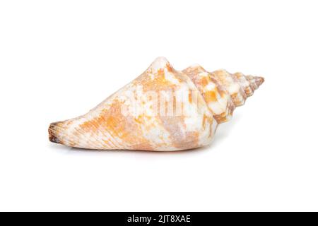 Image du canarium urceus est une espèce d'escargot de mer, un mollusque gastéropode marin de la famille des Strombidae, les véritables conchs isolés sur fond blanc. Banque D'Images